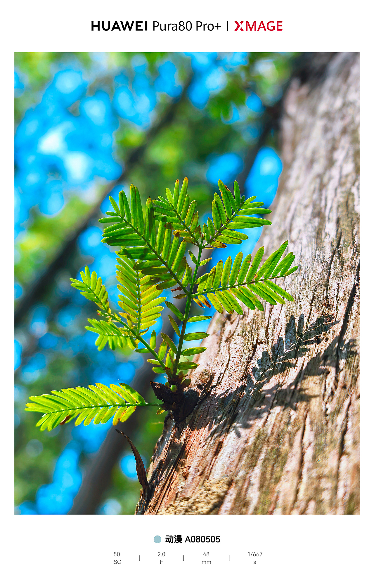 城市绿肺里的松弛动线：光与影的散步诗