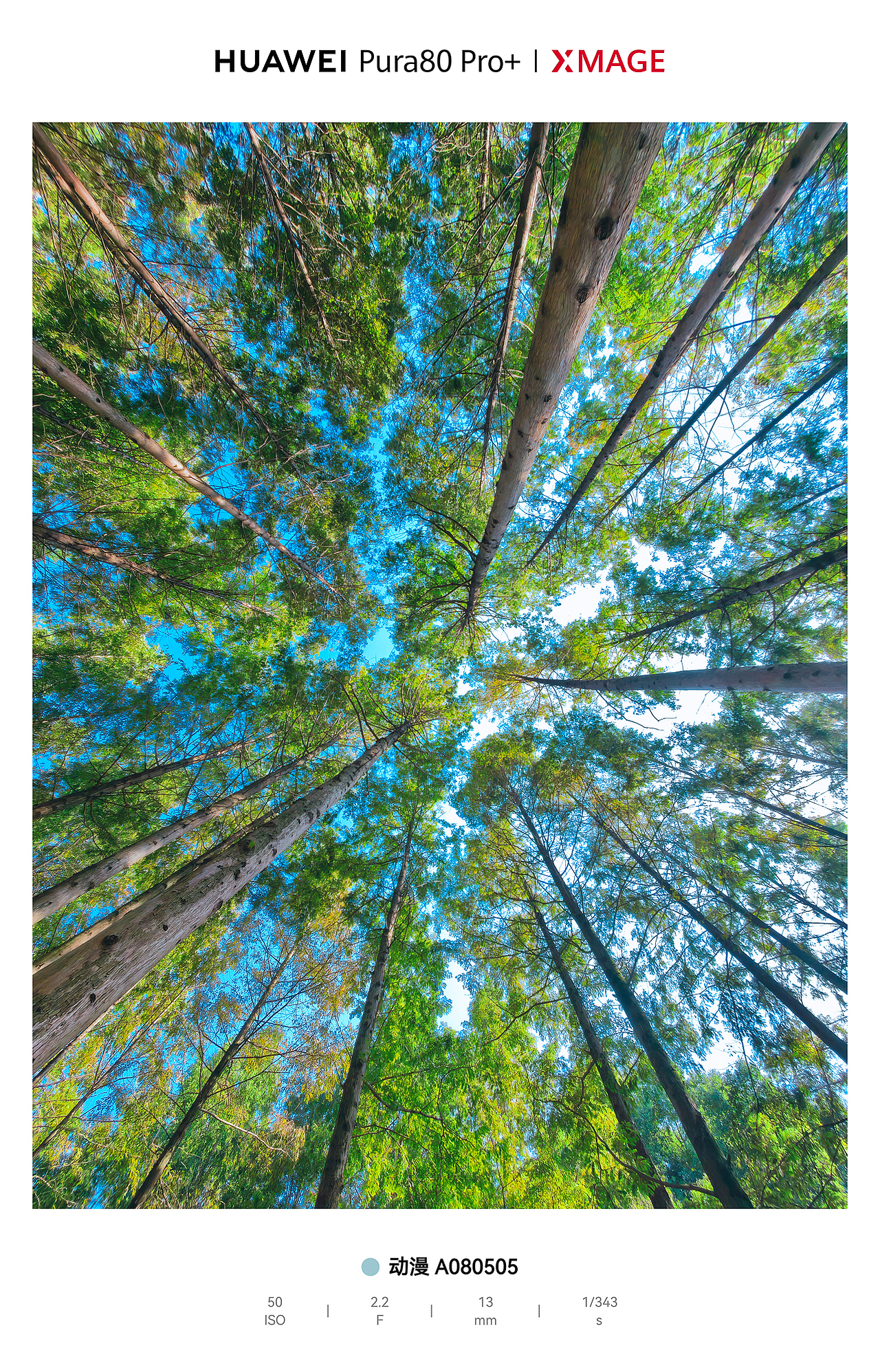 城市绿肺里的松弛动线：光与影的散步诗