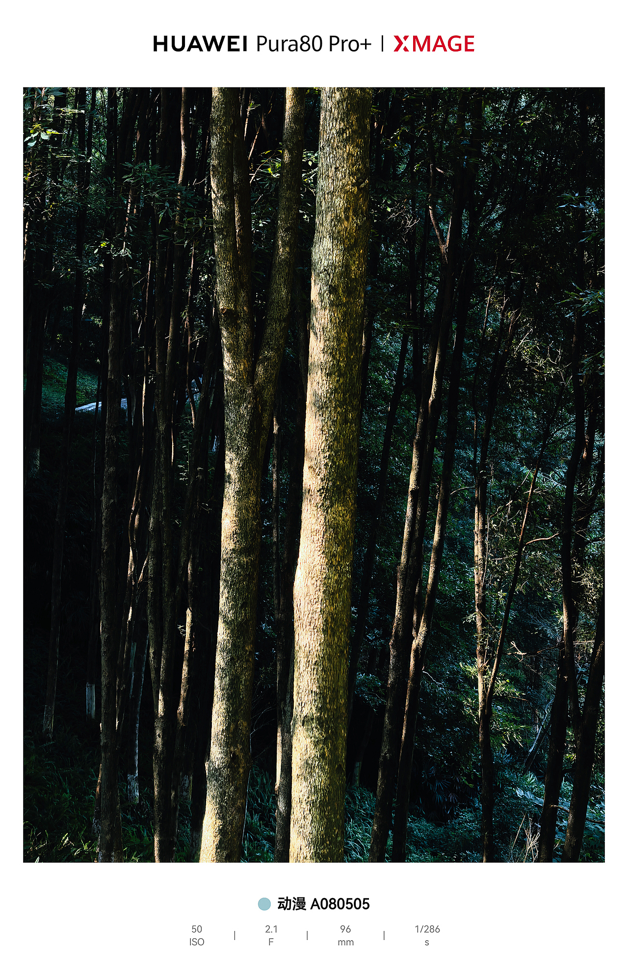 城市绿肺里的松弛动线：光与影的散步诗