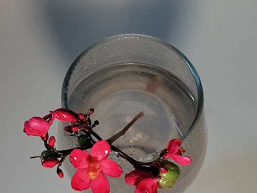 杯里偷藏一捧春