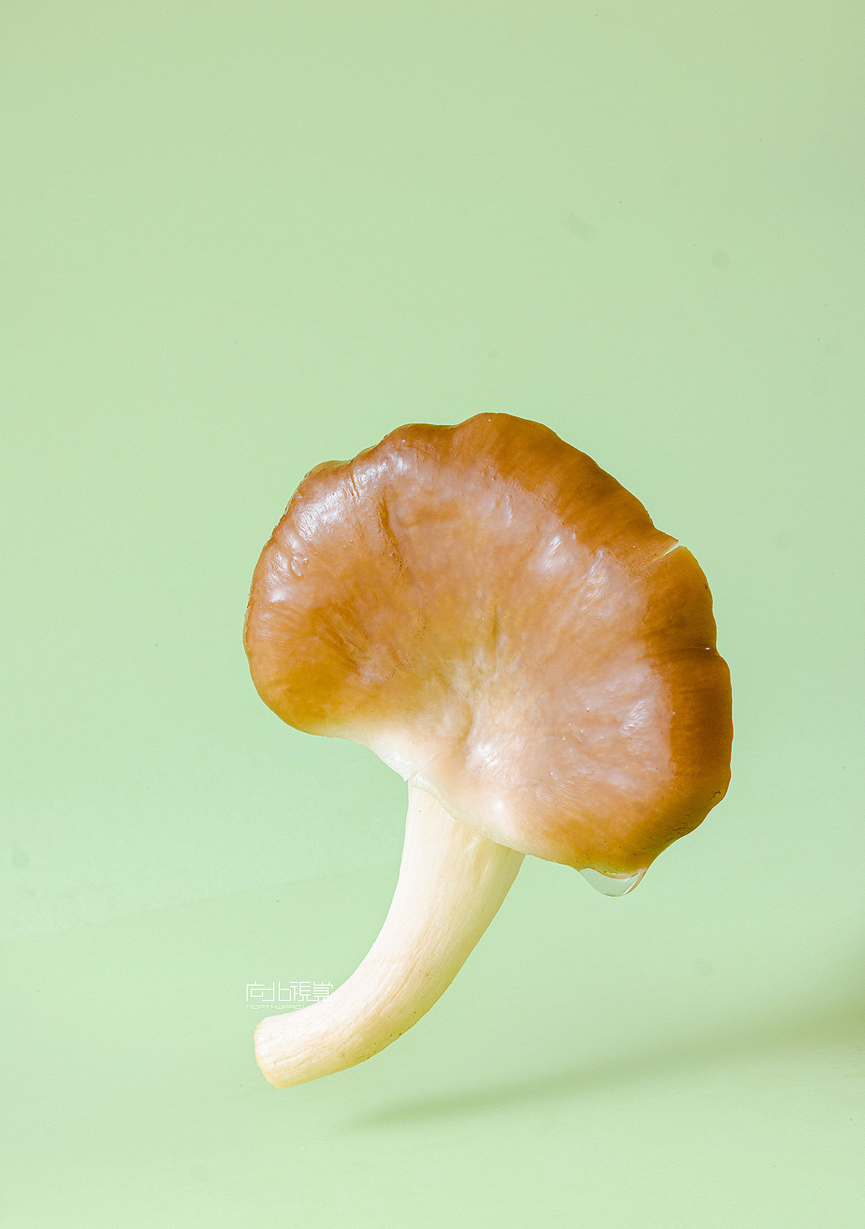 菌类食材拍摄（图ZMzk5NjYxMTcy） - 美食摄影 - 站酷设计师向北视觉摄影原创素材 - 站酷ZCOOL