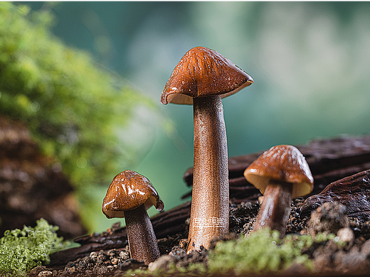 菌类食材拍摄