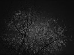 冬天的樹(shù)是天然的藝術(shù)品｜黑白手機(jī)攝影