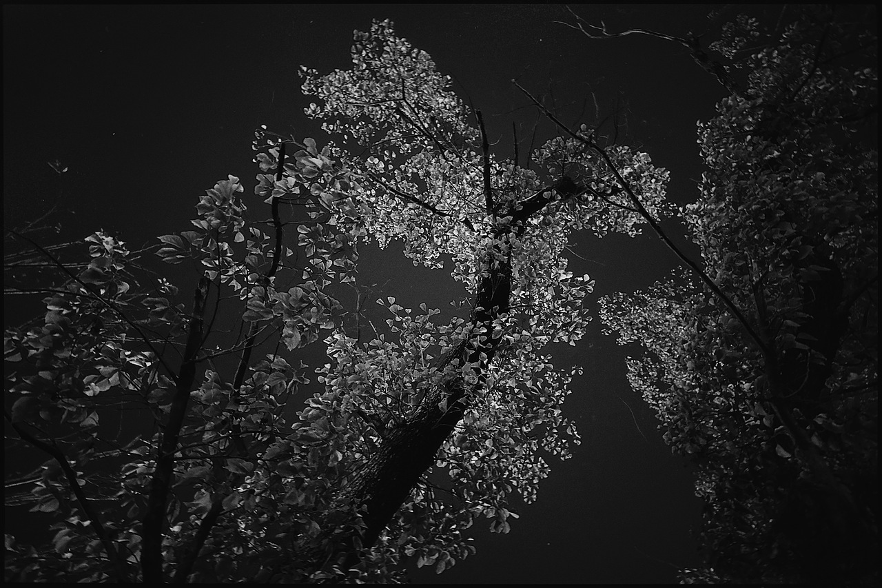 冬天的树是天然的艺术品｜黑白手机摄影（图ZMzk5NzkxMDg0） - 风光摄影 - 站酷设计师贺班永合原创素材 - 站酷ZCOOL