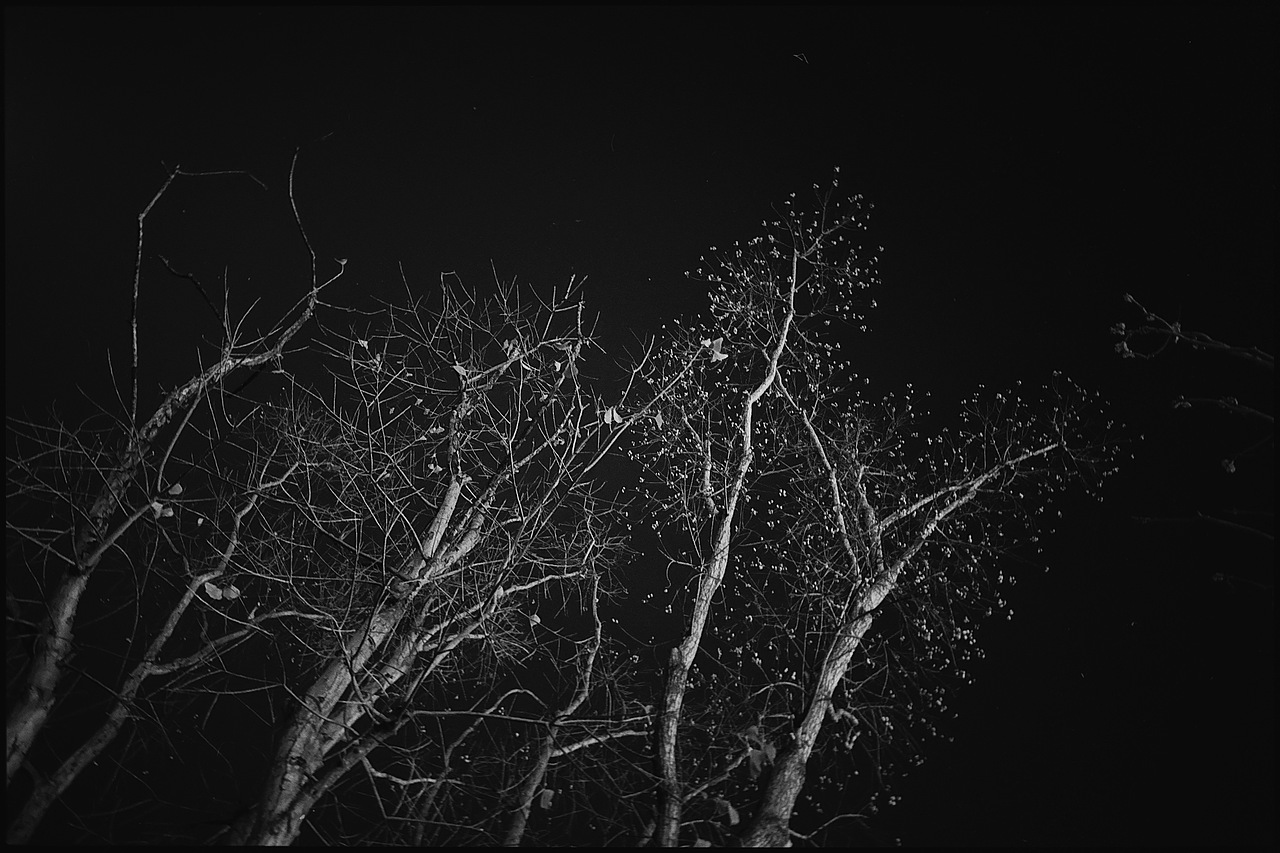冬天的树是天然的艺术品｜黑白手机摄影（图ZMzk5NzkxMDk2） - 风光摄影 - 站酷设计师贺班永合原创素材 - 站酷ZCOOL