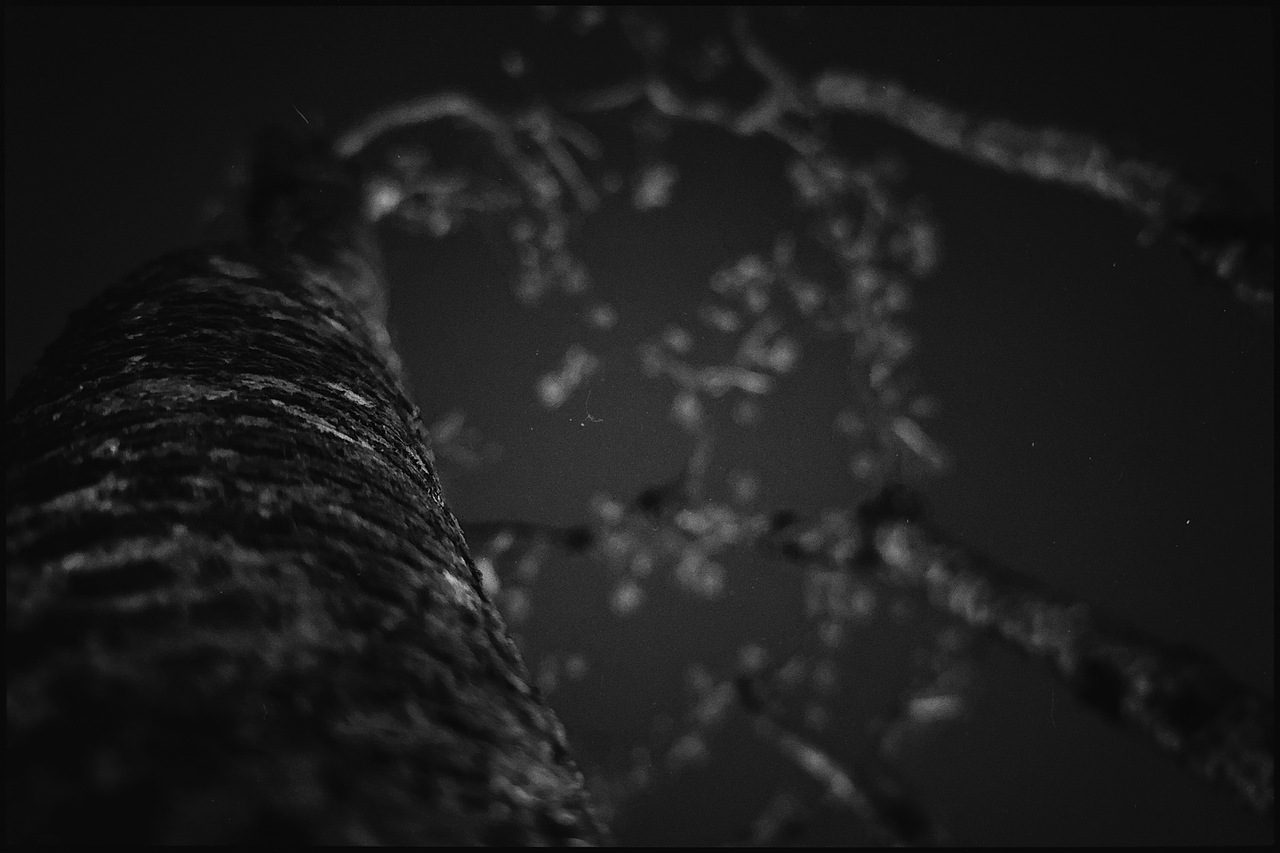 冬天的树是天然的艺术品｜黑白手机摄影（图ZMzk5NzkxMDky） - 风光摄影 - 站酷设计师贺班永合原创素材 - 站酷ZCOOL