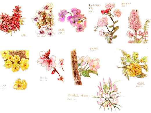 争取画满一百种花 认识一百种花