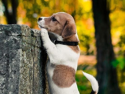 你家有没有毛孩子？