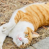 大肥猫时光机的头像