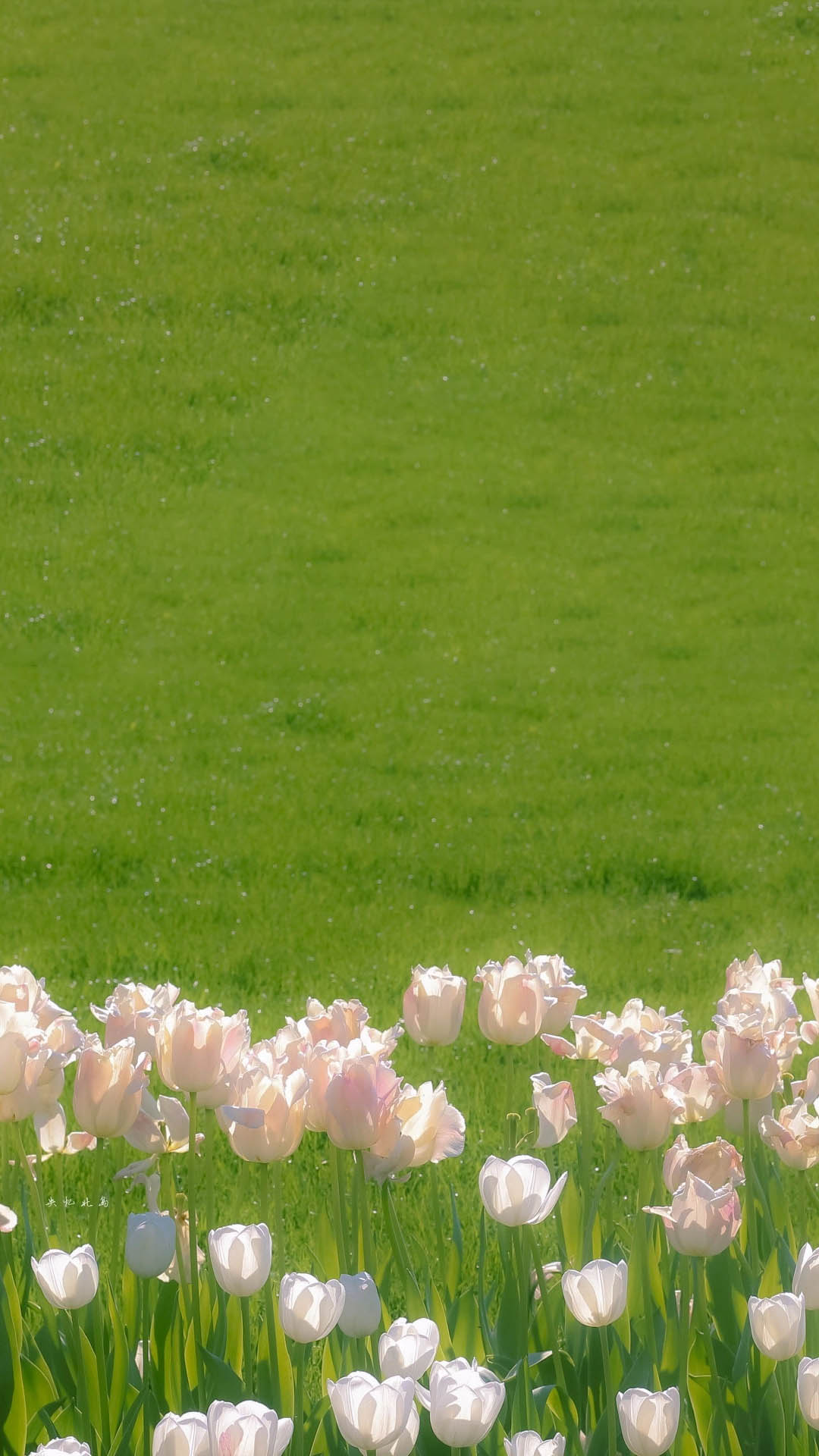 這合貍嗎的個人主頁（背景預(yù)覽） - 主頁背景設(shè)置 - 站酷設(shè)計師這合貍嗎原創(chuàng)素材 - 站酷ZCOOL