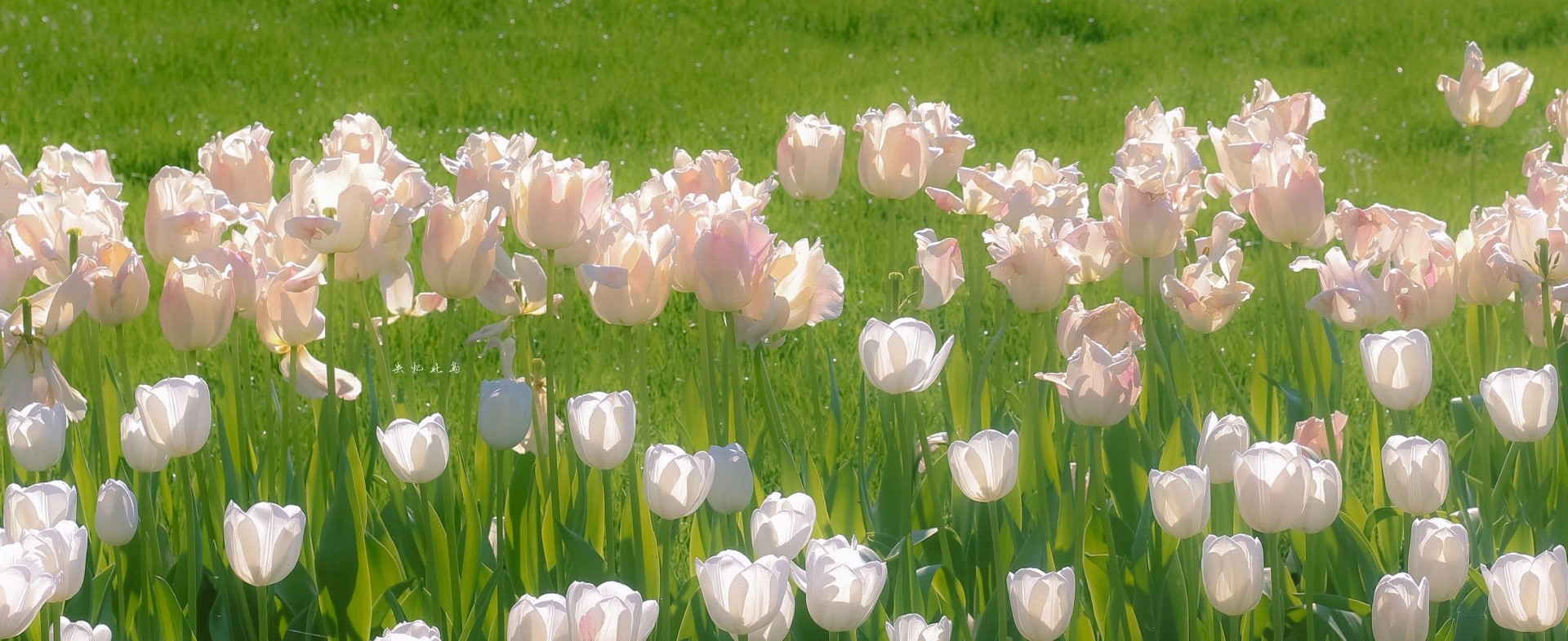 這合貍嗎的個人主頁（封面預(yù)覽） - 主頁封面設(shè)置 - 站酷設(shè)計師這合貍嗎原創(chuàng)素材 - 站酷ZCOOL