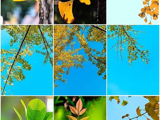 手机摄影笔记｜这是秋与树织就的松弛絮语