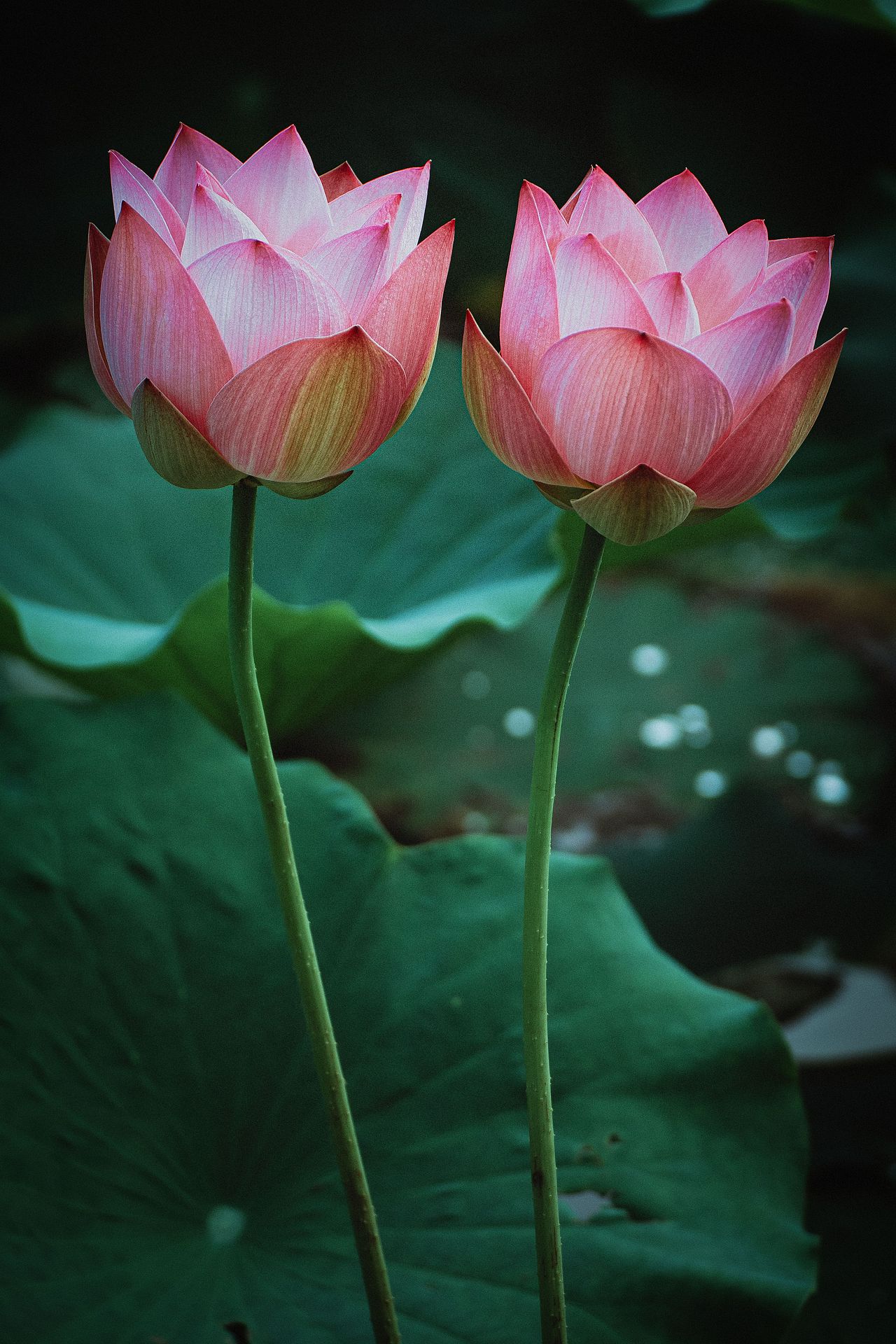 2025初荷（图ZNDAwMDg3ODM2） - 风光摄影 - 站酷设计师zhao_c_l原创素材 - 站酷ZCOOL