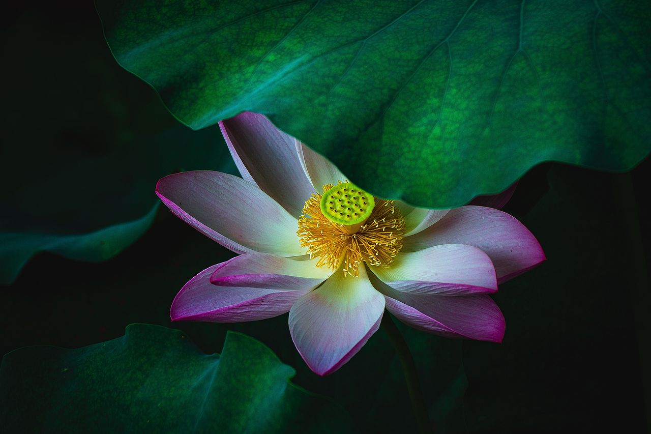 2025荷花（4）（图ZNDAwMDg4MzQ4） - 风光摄影 - 站酷设计师zhao_c_l原创素材 - 站酷ZCOOL