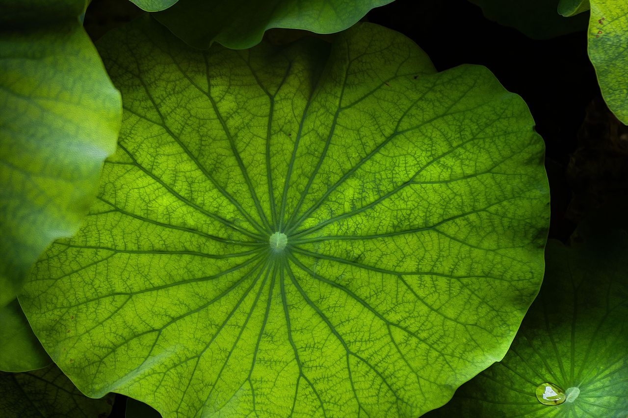 2025荷花（4）（图ZNDAwMDg4MzIw） - 风光摄影 - 站酷设计师zhao_c_l原创素材 - 站酷ZCOOL