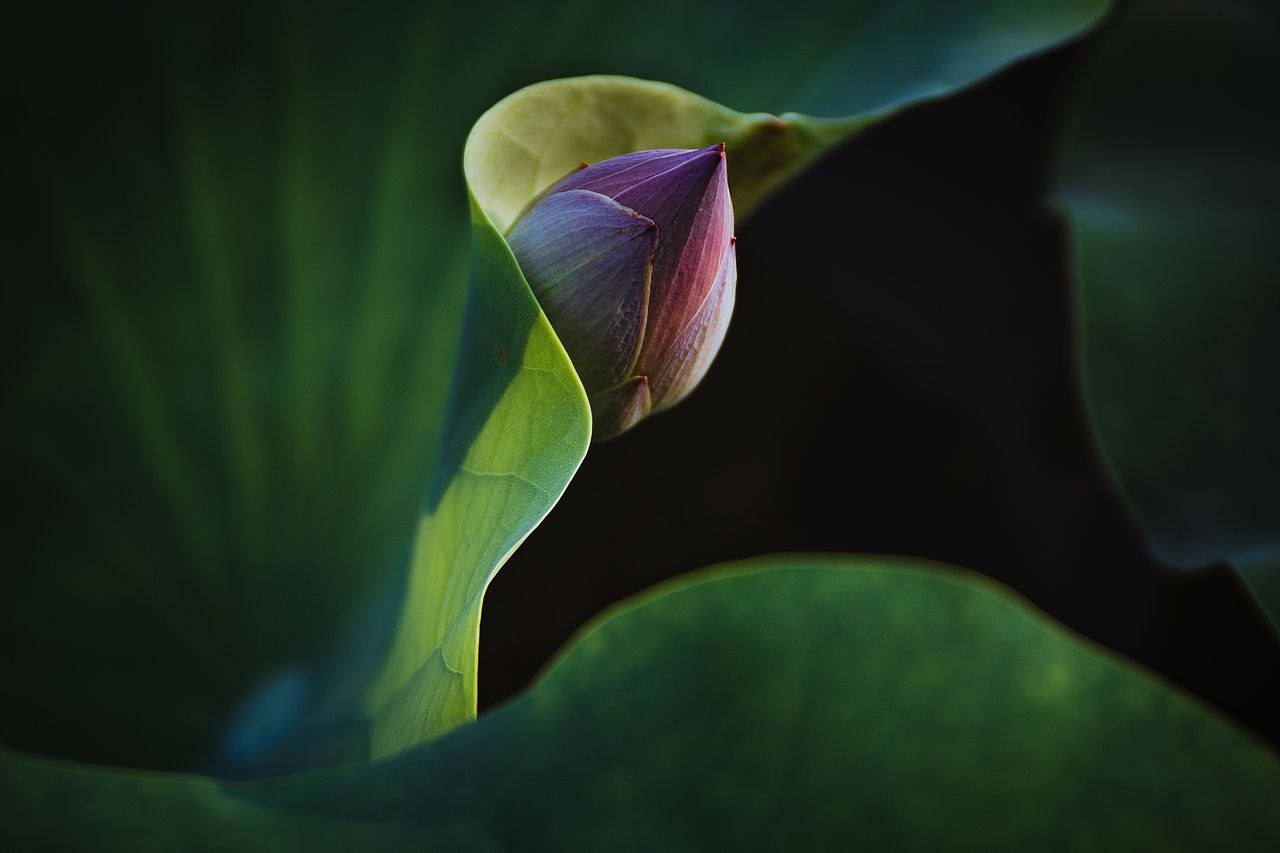 2025荷花（4）（图ZNDAwMDg4MzMy） - 风光摄影 - 站酷设计师zhao_c_l原创素材 - 站酷ZCOOL