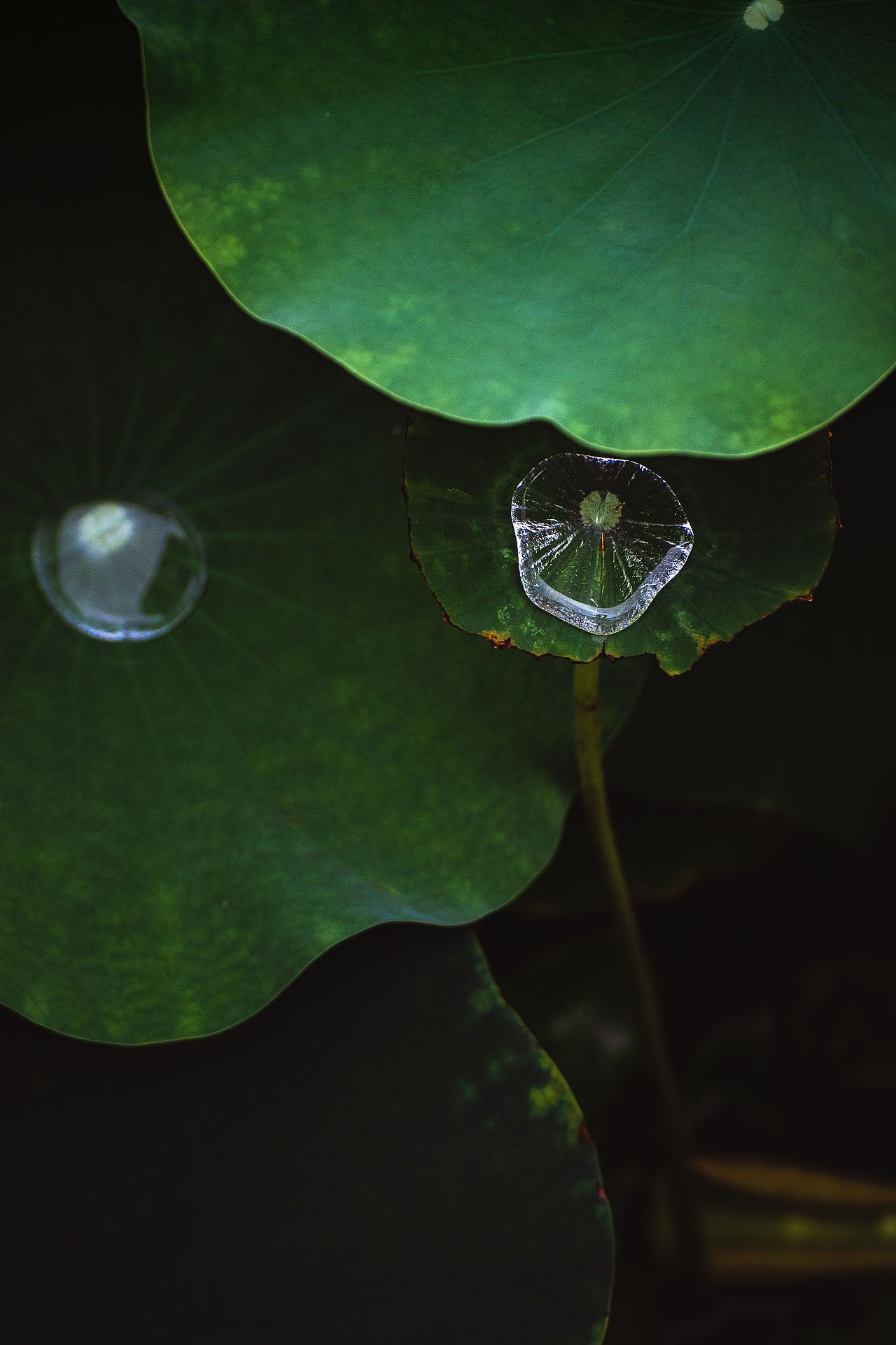 2025荷花（5）（图ZNDAwMDg4NDk2） - 风光摄影 - 站酷设计师zhao_c_l原创素材 - 站酷ZCOOL