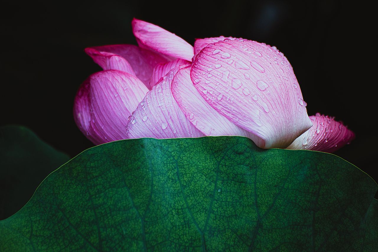 2025荷花（5）（图ZNDAwMDg4NTE2） - 风光摄影 - 站酷设计师zhao_c_l原创素材 - 站酷ZCOOL