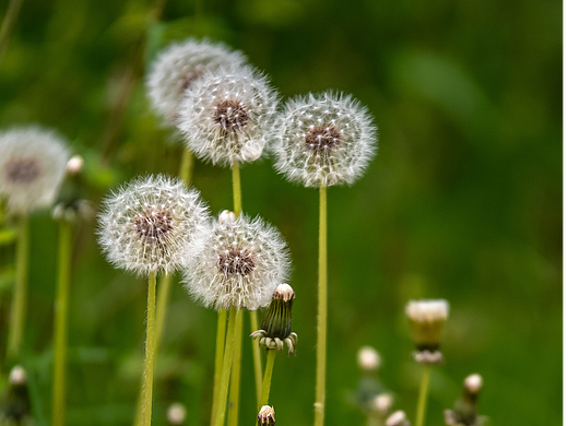 蒲公英