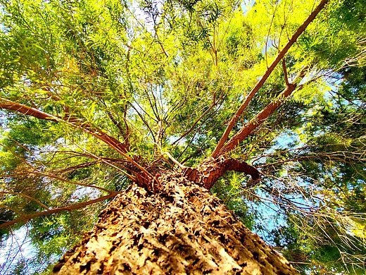 你是立春之后的一树一树的花开
