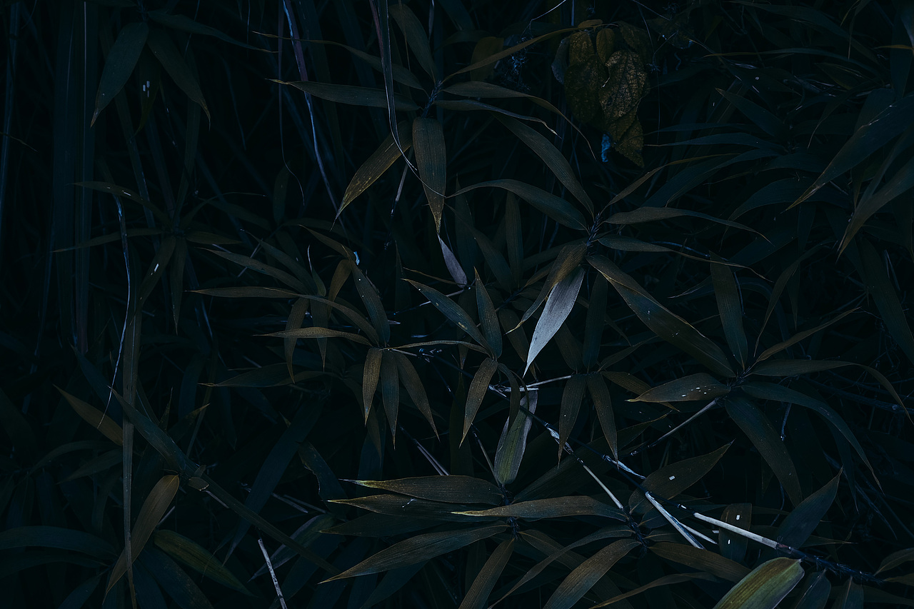 竹叶植物（图ZNDAwMTY1MzMy） - 风光摄影 - 站酷设计师十七号贩卖机原创素材 - 站酷ZCOOL