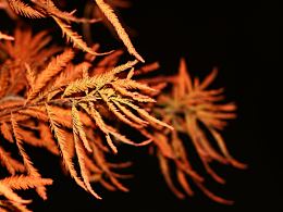 会舞蹈的红衫叶