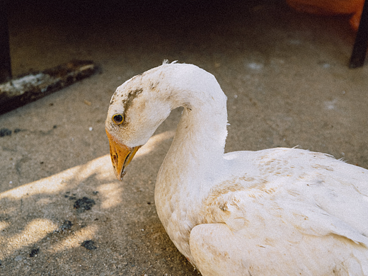 浮生与礼成（个人主页-ZNzI5MTg3NzY=） - 人文/纪实摄影 - 站酷设计师能不能跑起来原创素材 - 站酷ZCOOL