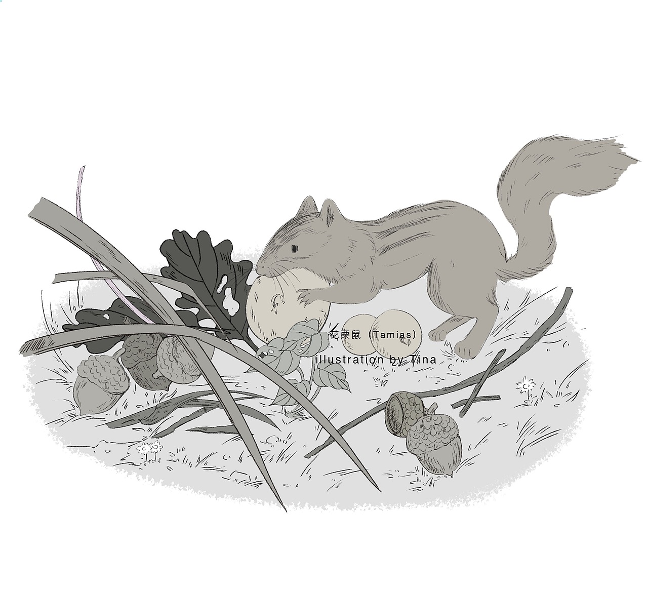 记录一张花栗鼠的插画的绘制过程～（图ZNDAwMjUyMjQ4） - 绘本 - 站酷设计师Tina插画原创素材 - 站酷ZCOOL
