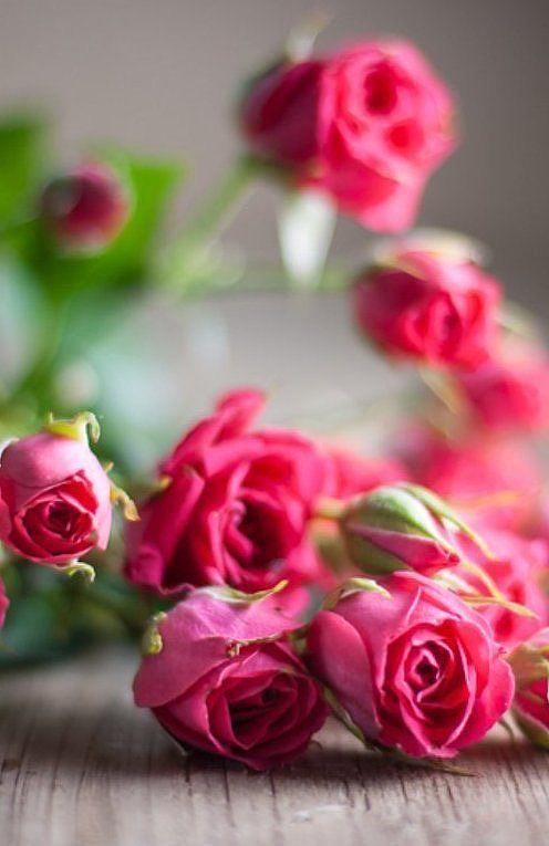 花影间的静谧时光