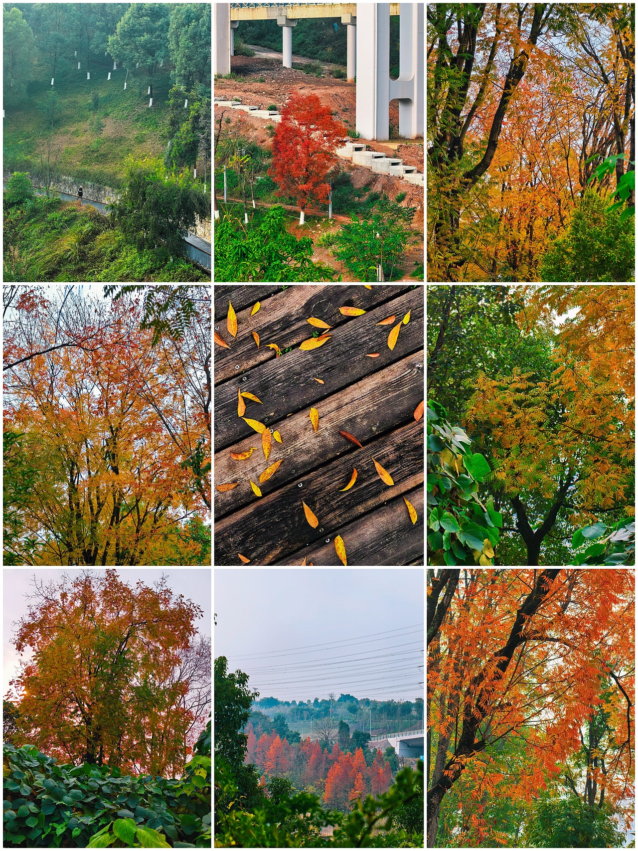 手机摄影笔记｜这些秋景，是季节寄来的温柔信笺（图ZNDAwMzIyMDM2） - 风光摄影 - 站酷设计师图龙摄影原创素材 - 站酷ZCOOL
