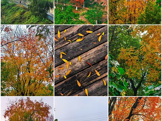 手机摄影笔记｜这些秋景，是季节寄来的温柔信笺