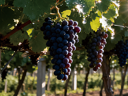 葡萄酒六折頁(yè)