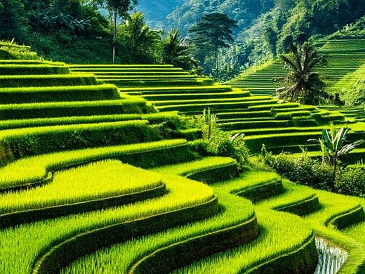 山水间的诗意田园：梯田深处的人间烟火