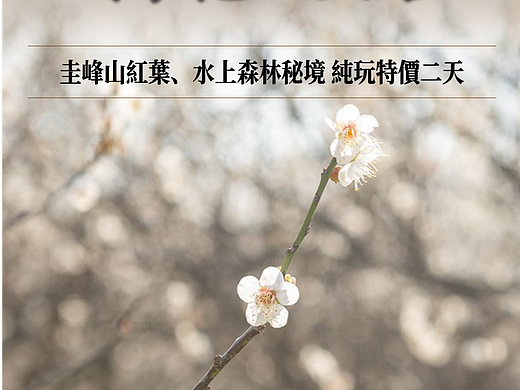 萝岗香雪万花绽放