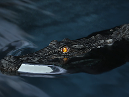 ONE80Crocodile飞镖宣传视频