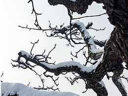 老梨树的留白诗