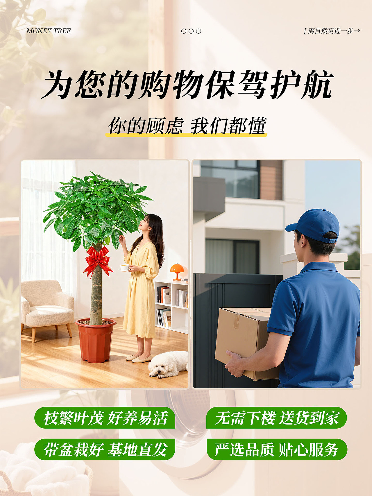 主图 | 大型植物发财树盆栽主图×1（图ZNDAwNDQ2NDEy） - 其他平面 - 站酷设计师最终流放原创素材 - 站酷ZCOOL