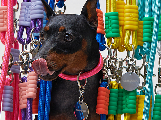 宠物用品拍摄案例