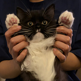 minominooo的头像
