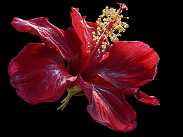 《愛是昂貴的》