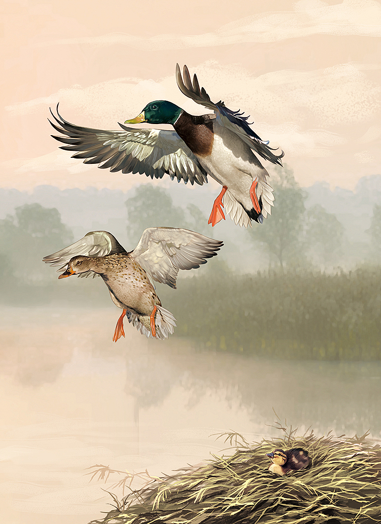 写实纯手绘绘本插画，已出版，禁商用！！！（图ZNDAwNjQ2OTk2） - 绘本 - 站酷设计师小树文创原创素材 - 站酷ZCOOL