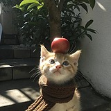 苹果软糖的头像