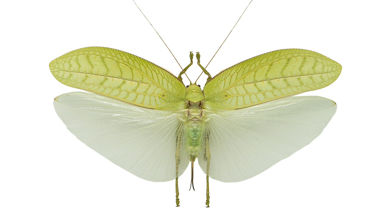 昆虫标本-记录（图ZNDAwNjg0OTMy） - 其他摄影 - 站酷设计师饭饭饭樊原创素材 - 站酷ZCOOL