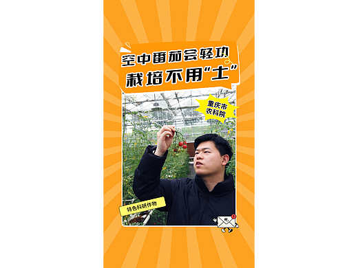 科普短视频丨吊栽番茄②