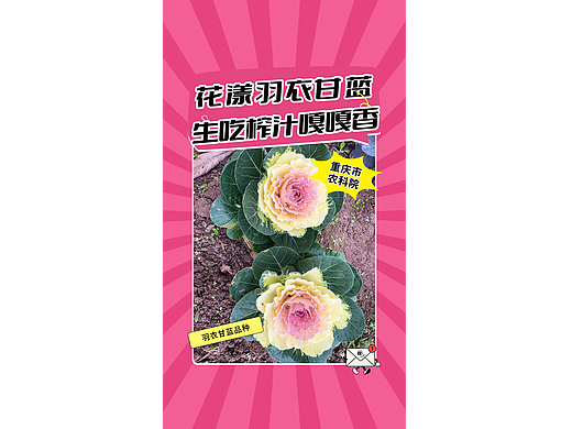 科普短视频丨紫白甘蓝