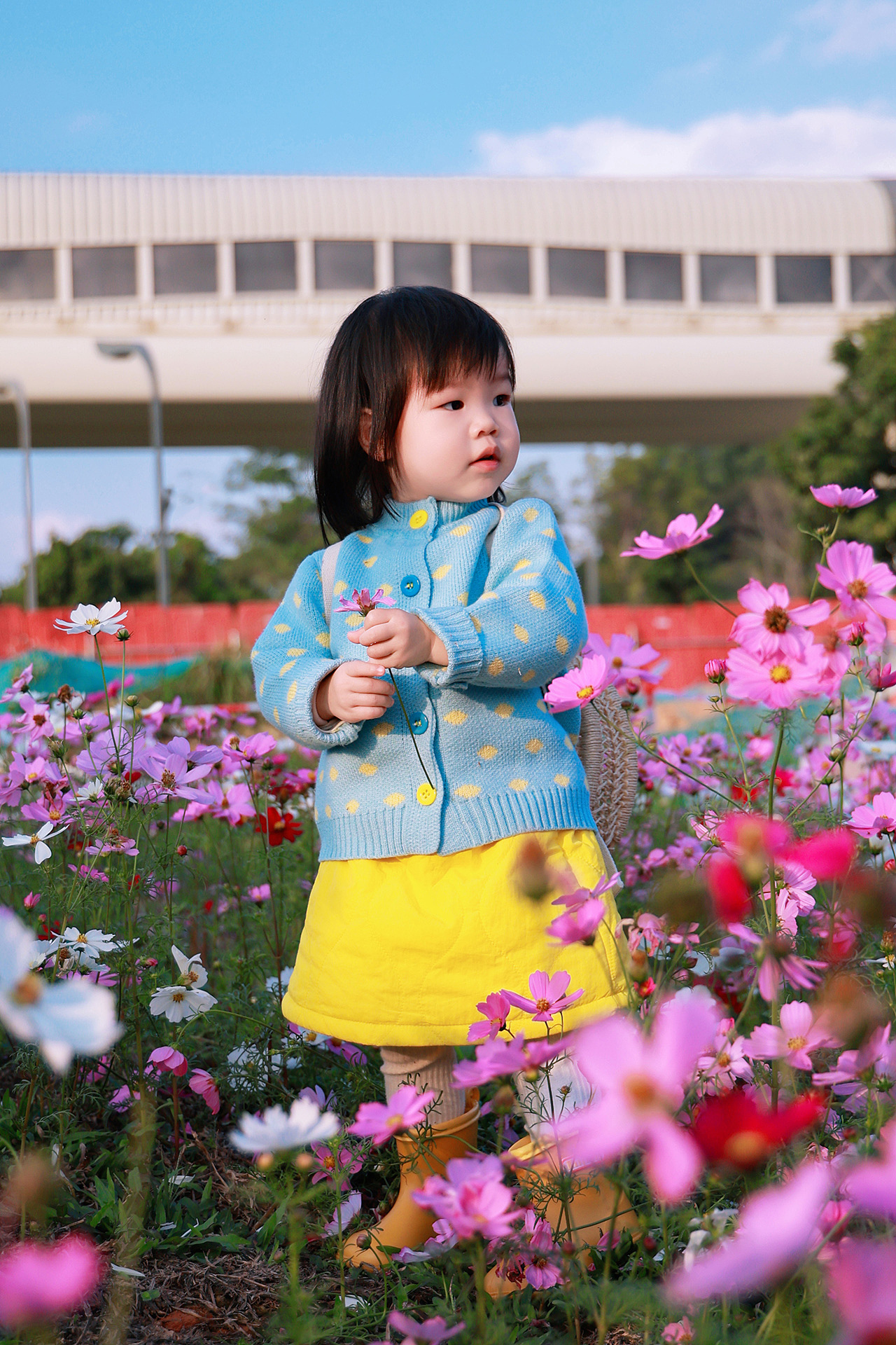 🌸萌萌哒的小圆子宝宝与格桑花海🌼（图ZNDAwNzc3MjEy） - 人像摄影 - 站酷设计师摄影师杨涛原创素材 - 站酷ZCOOL