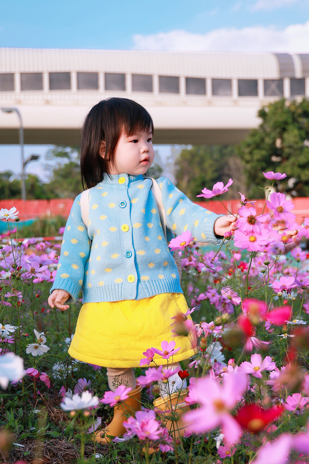 🌸萌萌哒的小圆子宝宝与格桑花海🌼（图ZNDAwNzc3MjA4） - 人像摄影 - 站酷设计师摄影师杨涛原创素材 - 站酷ZCOOL