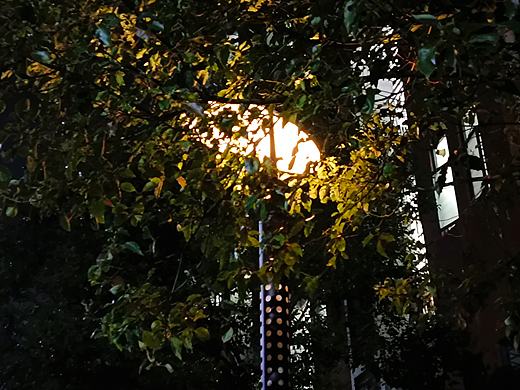 禮物般的十二月——葉與光