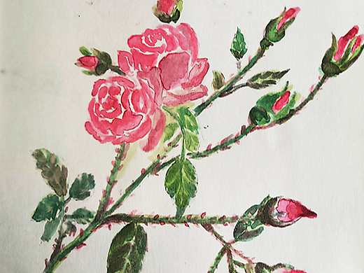 蔷薇和月季的恋爱