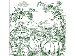 兰州百合包装插画